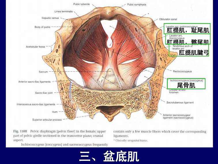 另一对是骶,尾骨与坐骨棘之间的骶棘韧带,骶棘韧带宽度即坐骨切迹宽度