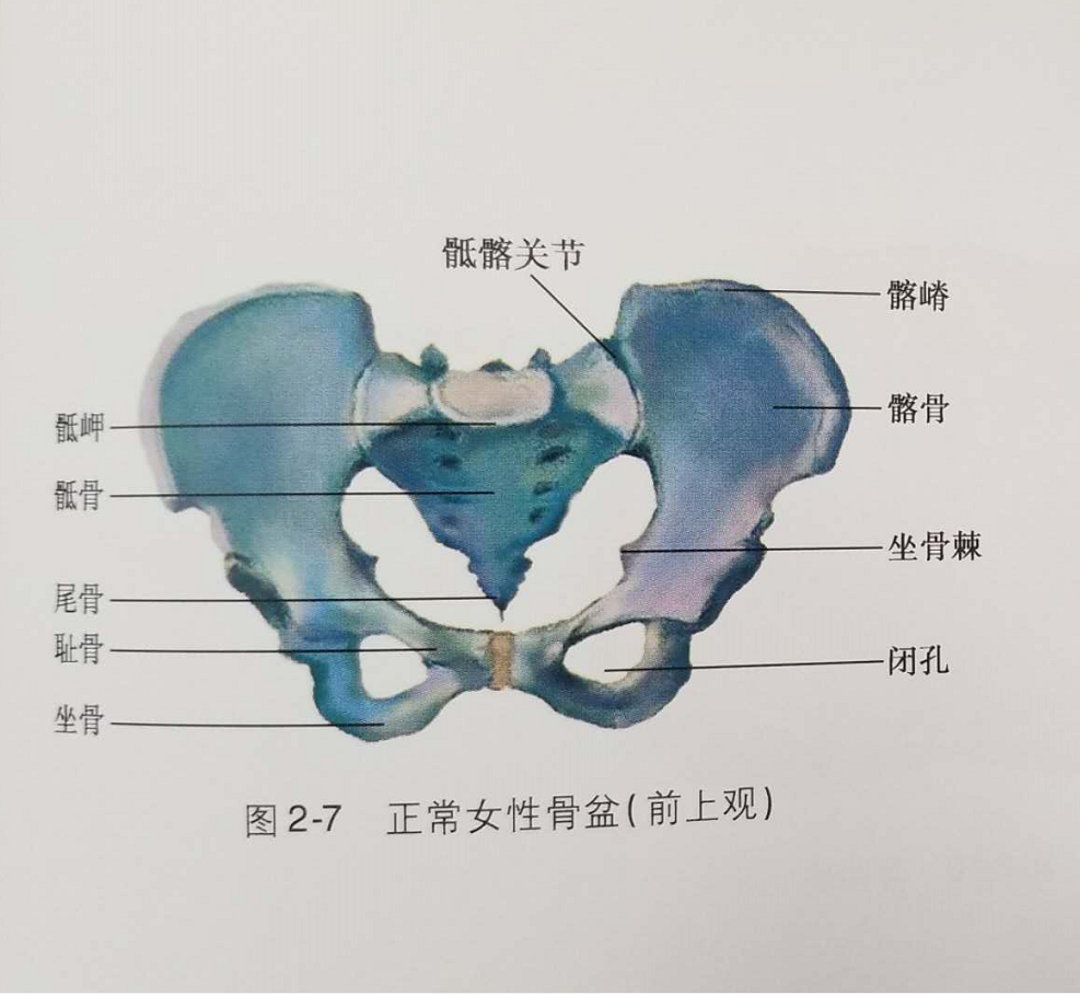 女性骨盆平面及径线图图片